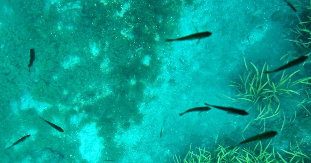 Silver Springs glass bottom boat tours FISH UNDER WATER