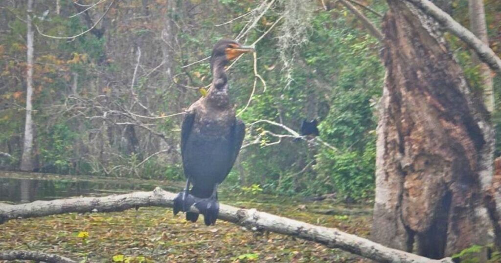 Wildlife kayak tour Silver Springs FLORIDA NATIVE BIRDS WATER TURKEY