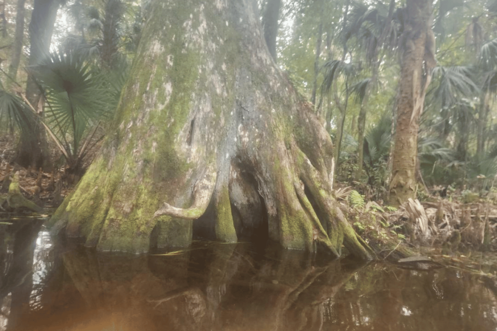 PADDLING SILVER SPRINGS STATE PARK FLORIDA OLD CYPRESS TREE ON RIVER