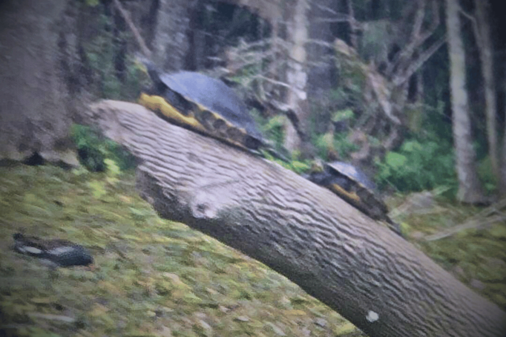 silver springs state park turtles on a log