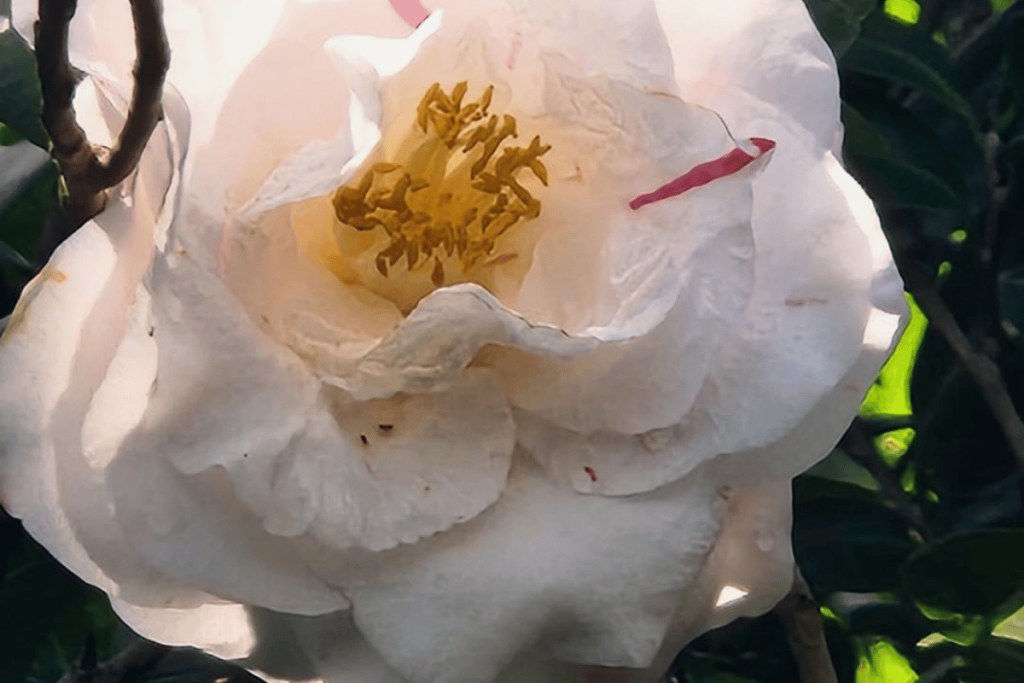 Colorful seasonal flowers in full bloom at Bok Tower Gardens in Central Florida