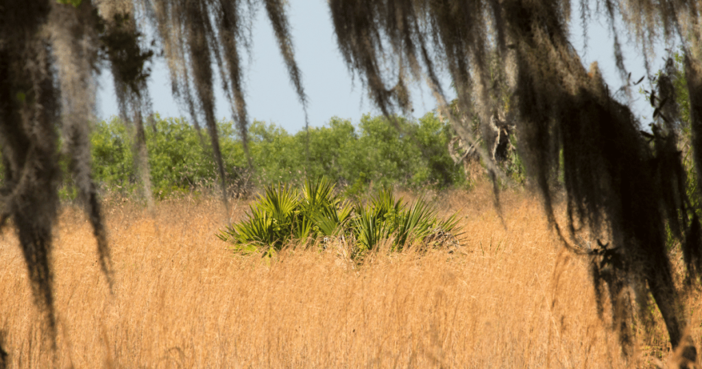 LAKE KISSIMMEE STATE PARK PRAIRIE