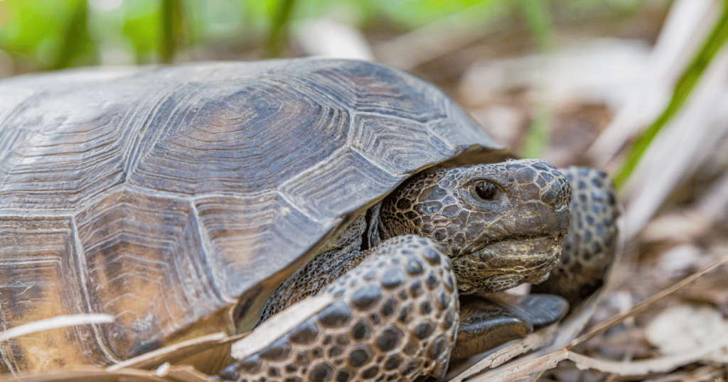 GOPHER TORTOISE