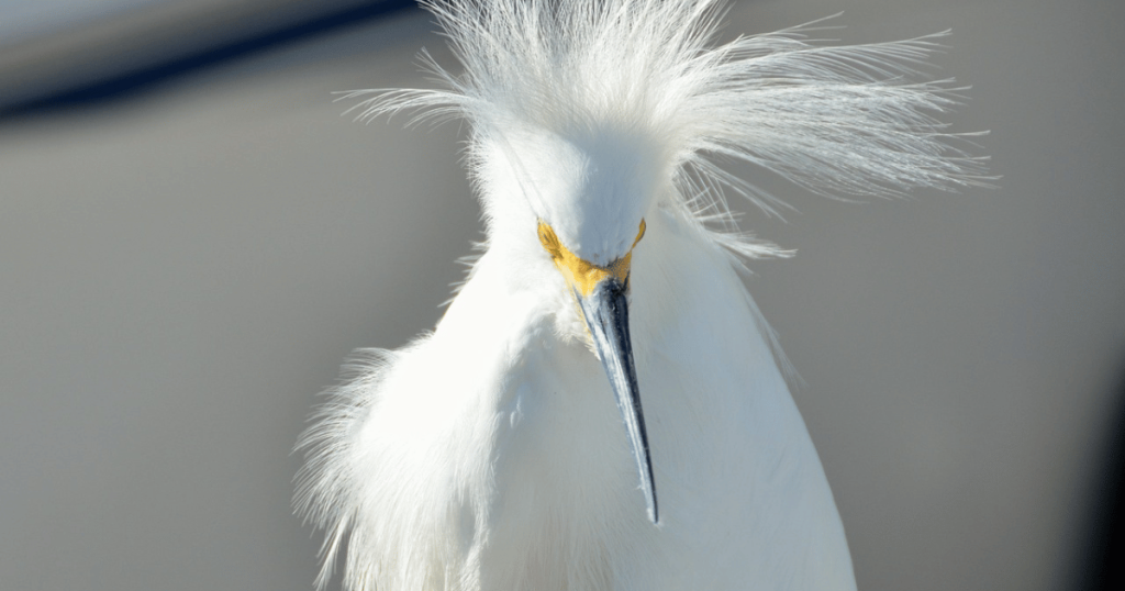 beautiful florida camping at fort de soto campground