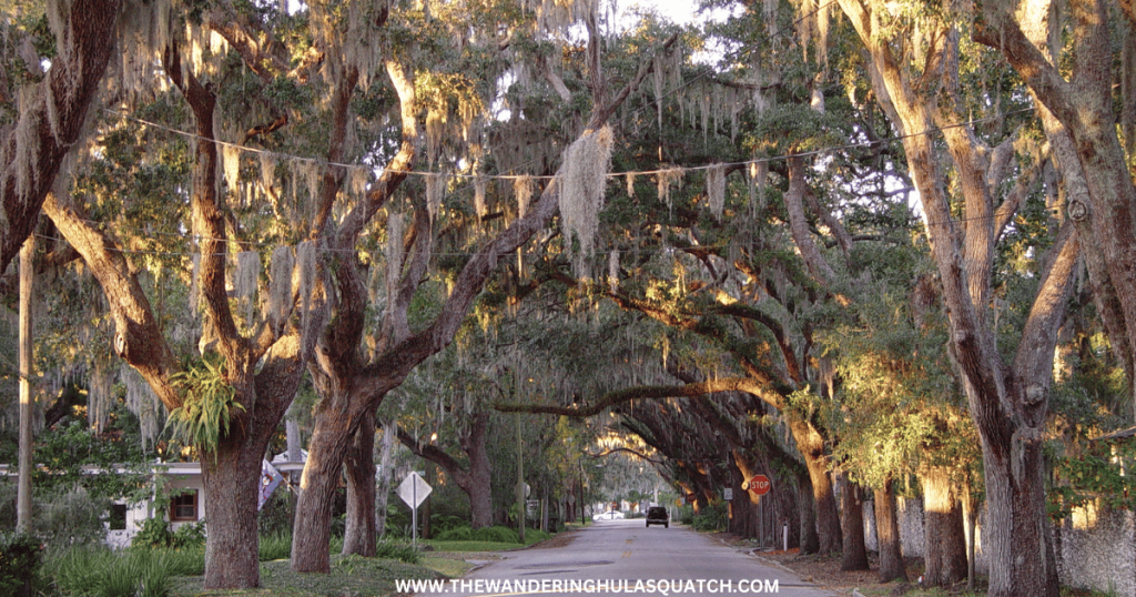 A COUPLE'S ADVENTURE DAY IN ST AUGUSTINE FLORIDA MAGNOLIA AVE CANOPY OF OAK TREES