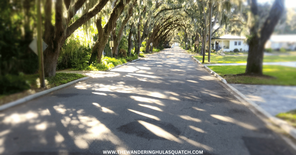 MAGNOLIA AVENUE IN ST AUGUSTINE CANOPY OF OAK TREES