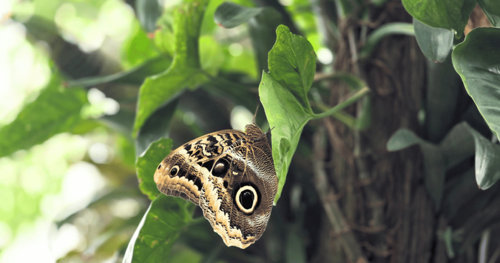 butterfly on ;leaf at the Florida Natural History Museum