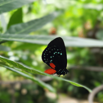 Best Butterfly Museum: Gainesville FL Fall Family Fun butterfly on a branch