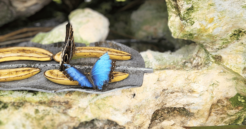 blue butterfly on a banana