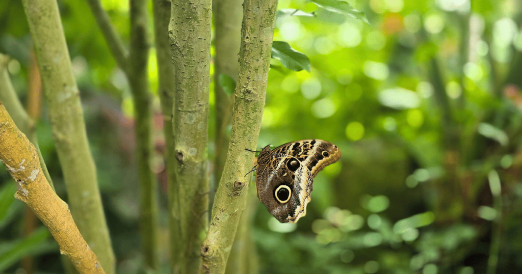 butterfly on a tree in the butterfly rainforest at the Florida Natural History Museum in Gainesville fl