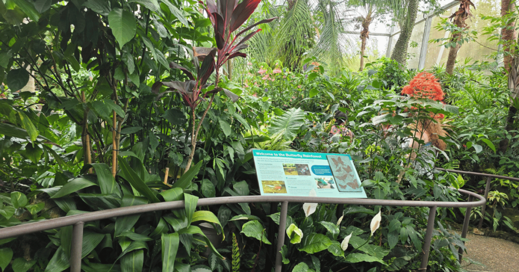 Best Butterfly Museum: Gainesville FL Fall Family Fun interactive butterfly display book
