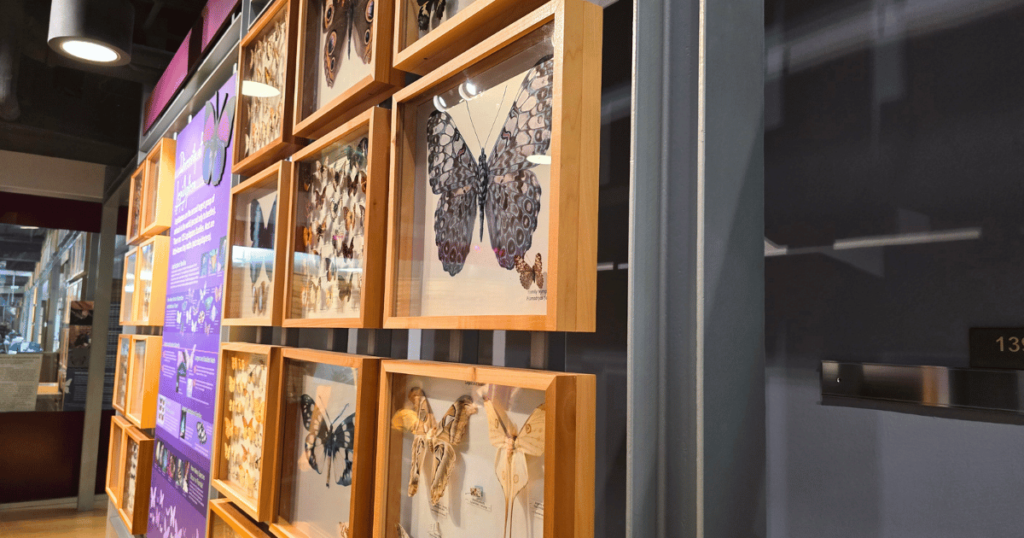 wall of framed dead butterflies at the Florida museum of natural history