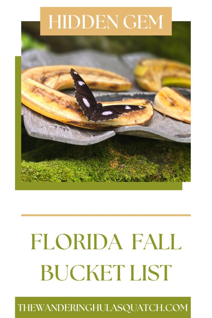 Best Butterfly Museum: Gainesville FL Fall Family Fun PINTEREST PIN WITH BUTTERFLY