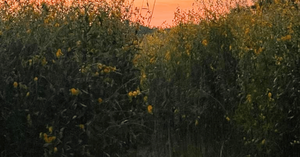 BEST FLORIDA FALL FESTIVALS SUNFLOWER FIELD AT DUSK