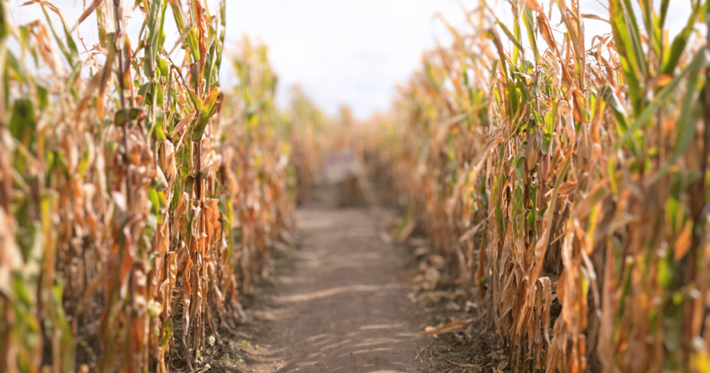 BEST FLORIDA FALL FESTIVALS CORN MAZE