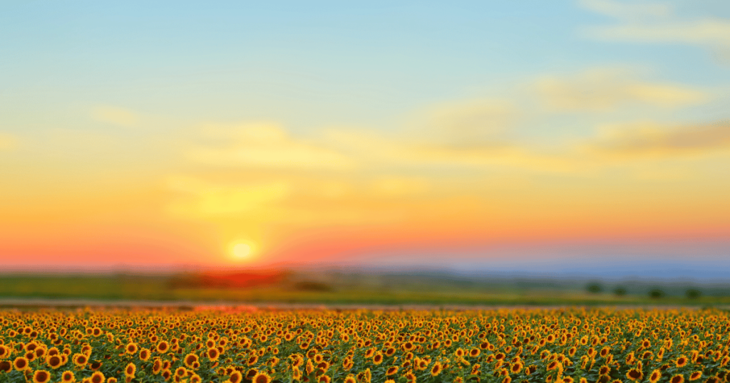 BEST FLORIDA FALL FESTIVALS SUNFLOWER FIELD AT DUSK