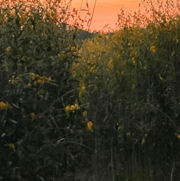 BEST FLORIDA FALL FESTIVALS SUNFLOWER FIELD AT DUSK