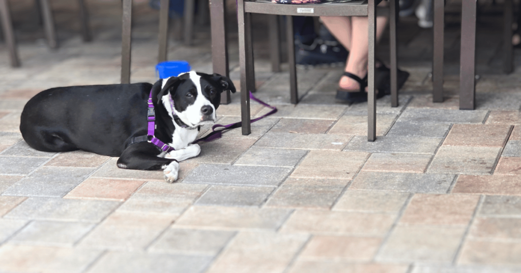 DIVE INTO CRUMPS' LANDING IN HOMOSASSA, FLORIDA this is an image of a dog laying down at the tiki bar.