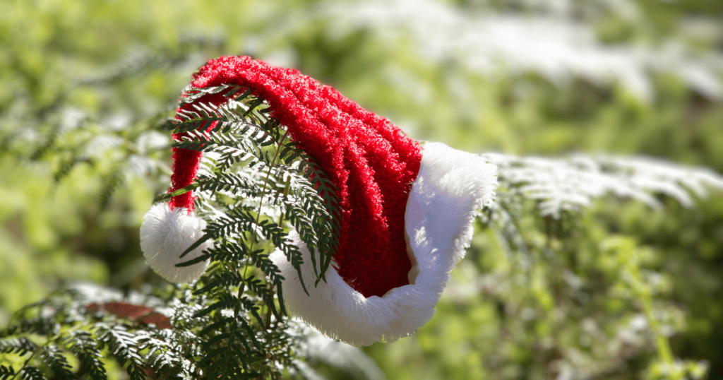 THIS IS AN IMAGE SHOWING A SANTA HAT ON A TREE BRANCH