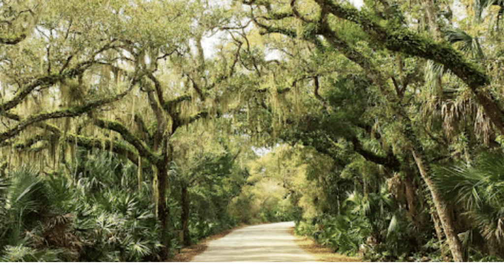 EXPLORE FALL CAMPING  AT ANASTASIA STATE PARK, FLORIDA drive with oak canopy