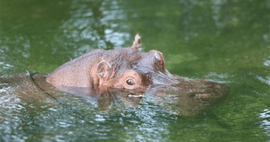 Ultimate Florida Day Trip to Homosassa, Florida hippo in water.