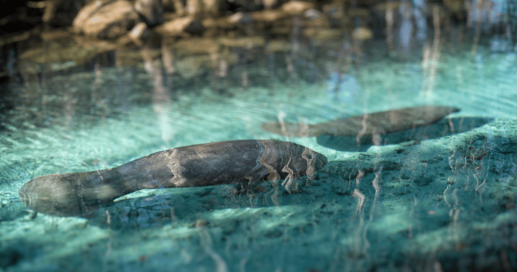 this is an image of a manatee at Homosassa, Florida.