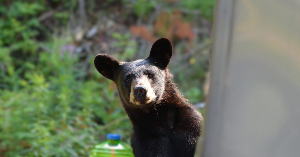 BRGINNER'S GUIDE TO CAMPING THIS IS AN IMAGE OF A BEAR PEEKING FROM BEHIND A TENT