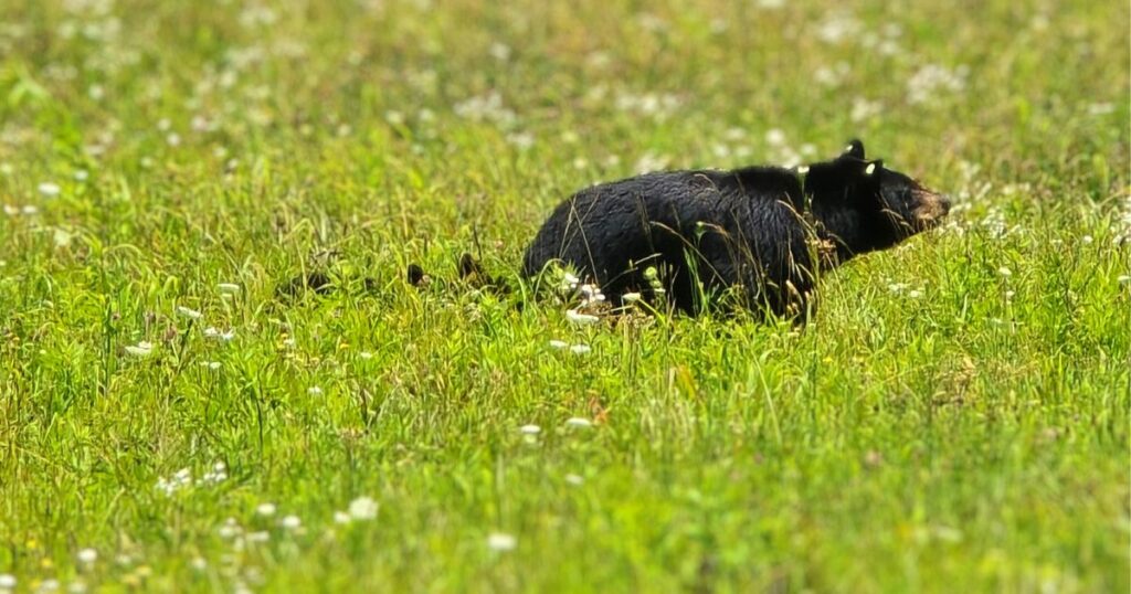 BRGINNER'S GUIDE TO CAMPING THIS IS AN IMAGE OF A BEAR AND CUBS