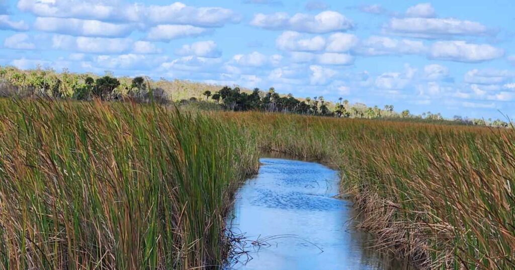 this is an image of the airboat path at wooten's in the everglades