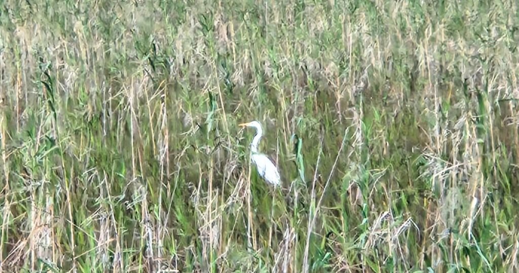 this is an image of a water bird in grass in the everglades
