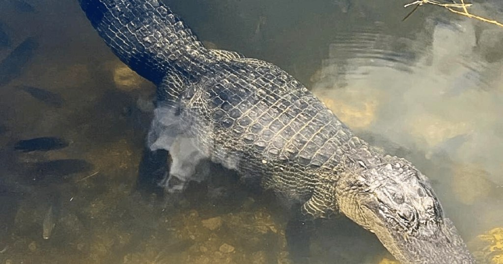 this is an image of an alligator in the everglades