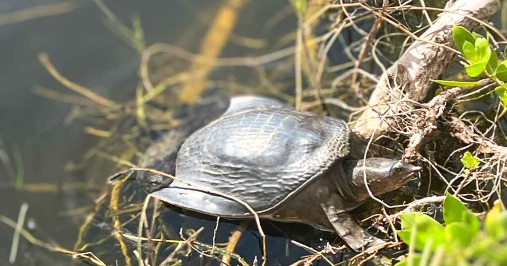 this is an image of a turtle in the everglades