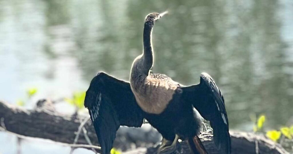 EPIC FLORIDA DAY TRIP EVERGLADES AIRBOAT RIDE AT WOOTEN'S water bird in the everglades