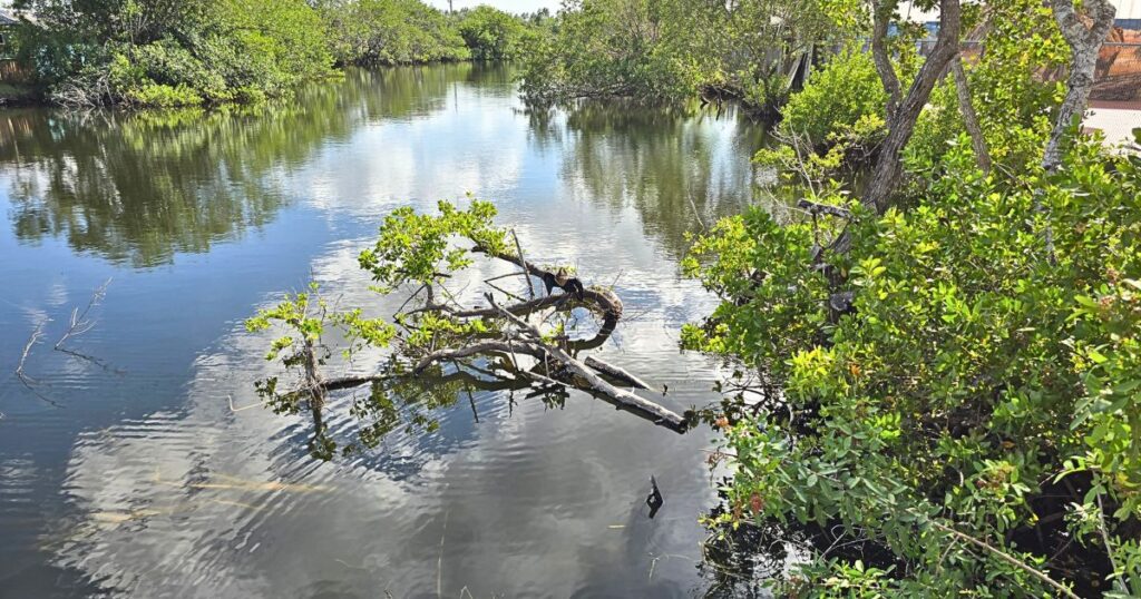  this is an image of mangroves in the everglades