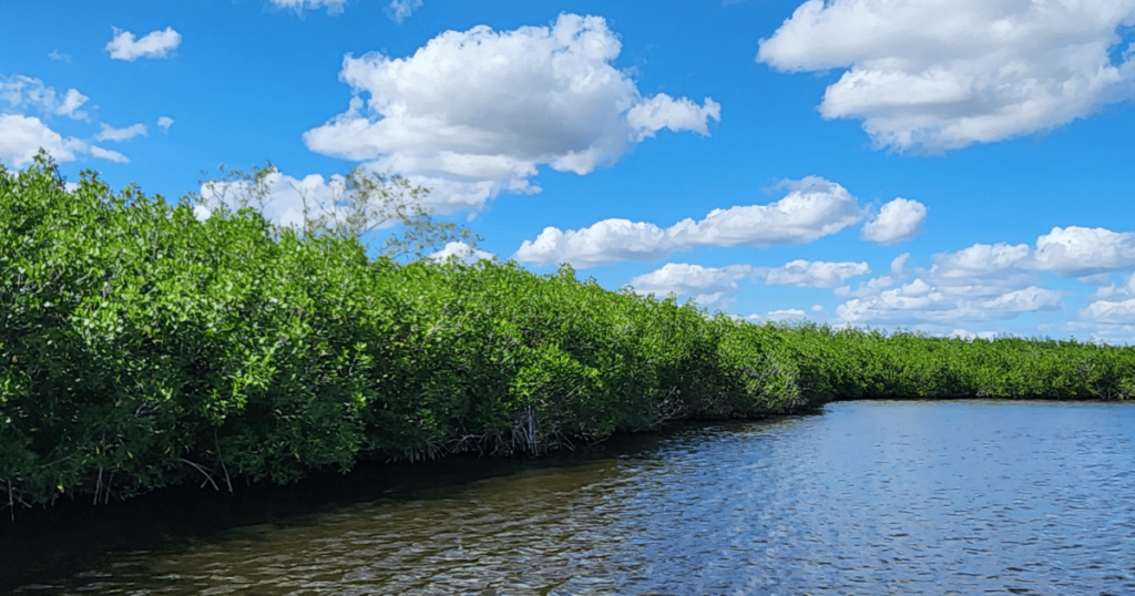 EPIC FLORIDA DAY TRIP EVERGLADES AIRBOAT RIDE AT WOOTEN'S mangroves in the everglades
