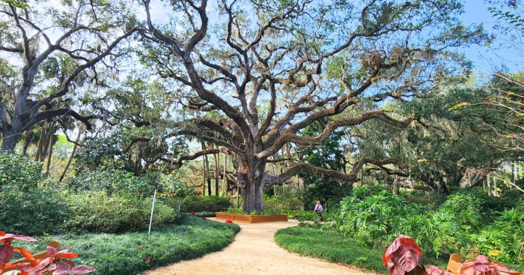 this is an image of a large oak tree with a path at washington oaks geardens