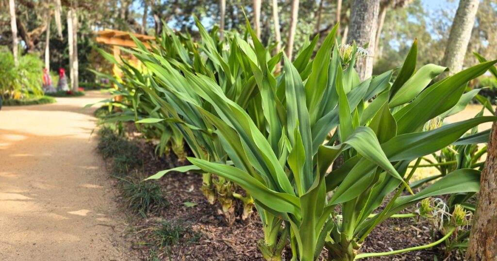 this is an image of acanthus at Washington oaks