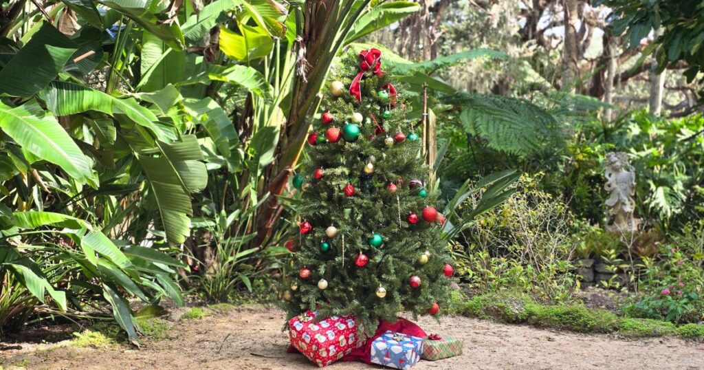 this is an image of a christmas tree in a garden in st. augustine