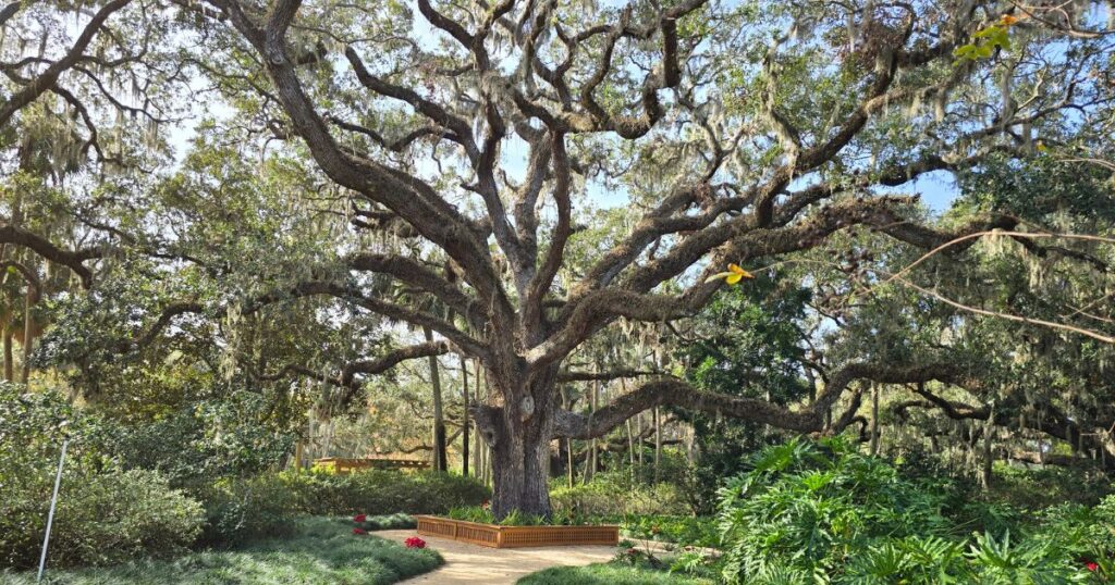 DISCOVER WASHINGTON OAKS ST. AUGUSTINE'S HIDDEN GEM GIANT OAK TREE