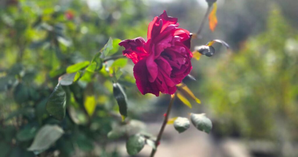  discover Washington Oaks, St. Augustine's hidden gem red rose