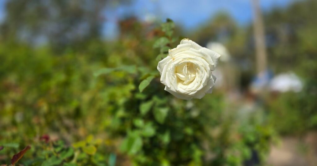 discover Washington Oaks, St. Augustine's hidden gem white rose