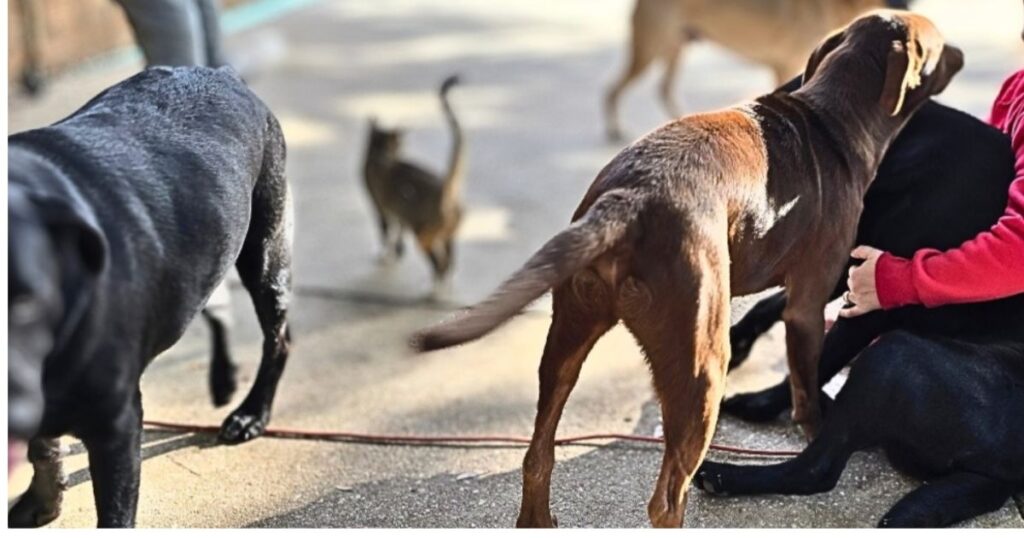 THIS IS AN IMAGE OF DOGS AT A FISH FRY