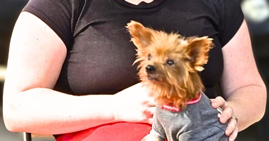 THIS IS AN IMAGE OF A SOUTHERN DOG ON A LAP