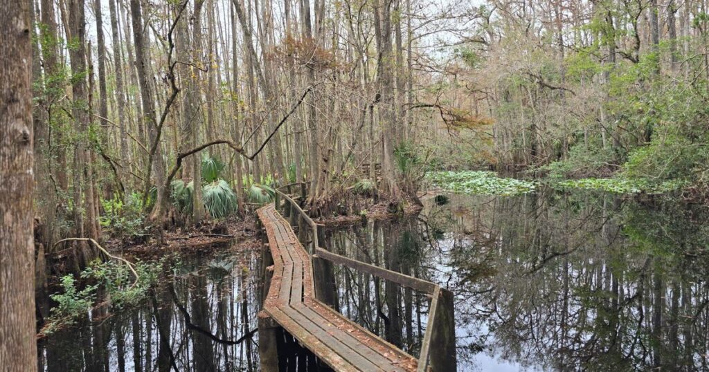 HIGHLANDS HAMMOCK STATE PARK CATWALK IN THE SWAMP