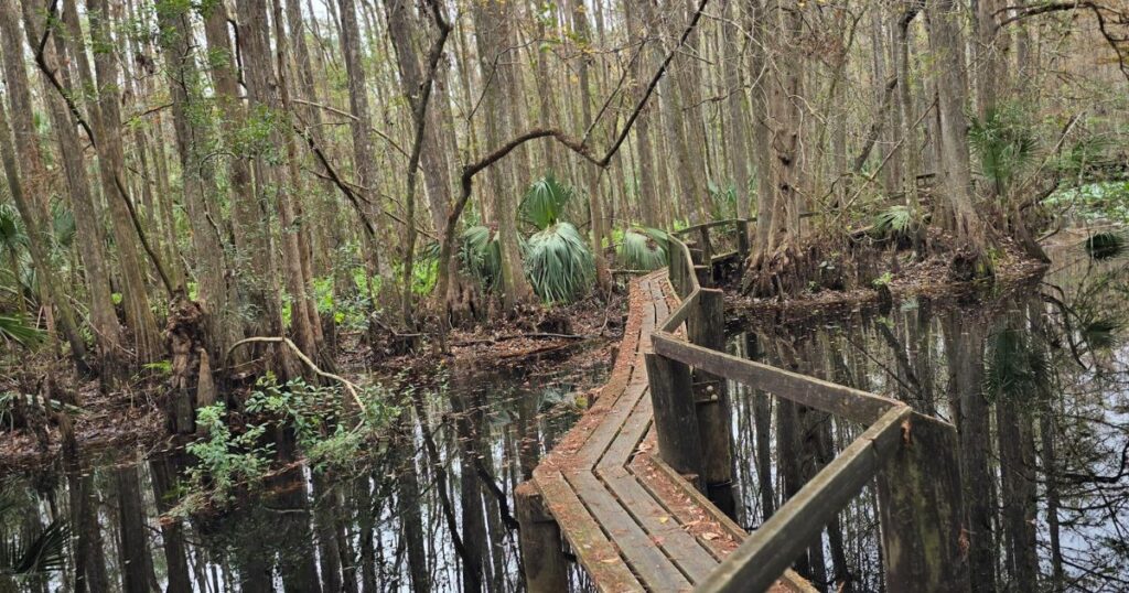 HIGHLANDS HAMMOCK STATE PARK HISTORIC CATWALK THROUGH THE SWAMP