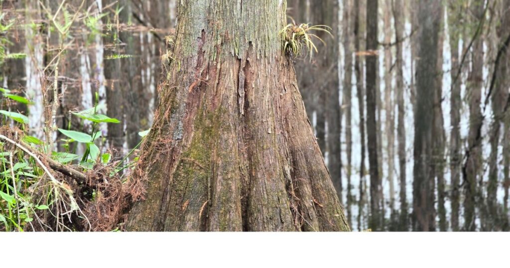 this is an image of an old cypress tree at highlands hammock state park