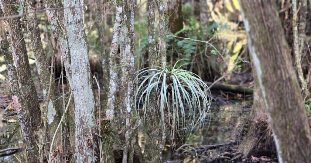 Ultimate Guide to Florida State Parks THIS IS AN IMAGE OF A SUCCULANT AT HIGHLANDS HAMMOCK STATE PARK