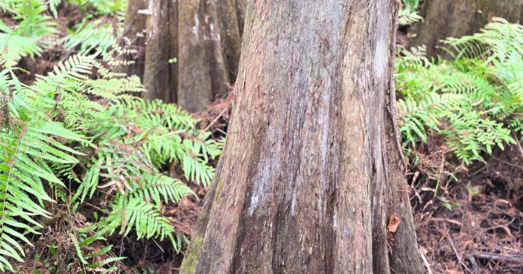 THIS IS AN IMAGE OF A CYPRESS TREE AND FERN AT HIGHLANDS HAMMOCK STATE PARK