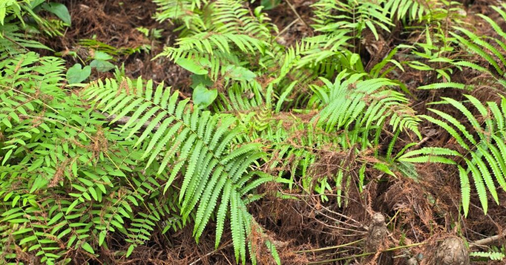 THIS IS AN IMAGE OF FERN GROWING IN THE MARSH AT HIGHLANDS HAMMOCK STATE PARK