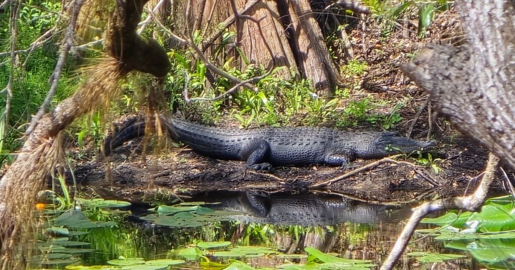 HILLSBOROUGH RIVER STATE PARK THIS IS AN IMAGE OF A BIG GATOR